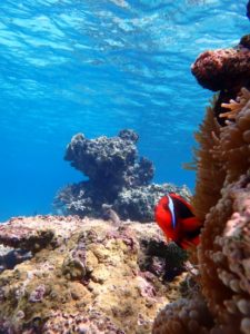 宮古島の水中生物２～ハマクマノミ～