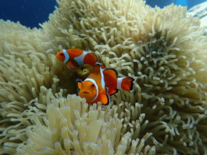 宮古島の水中生物１～カクレクマノミ～