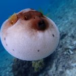 宮古島の水中生物3~コクテンフグ~