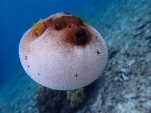 宮古島の水中生物３～コクテンフグ～