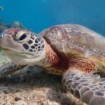 宮古島の水中生物4~ウミガメ~