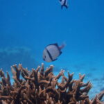 3月10日 宮古島!貸切体験ダイビング日記!