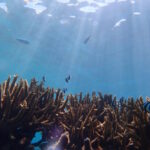 7月13日 体験ダイビングで水中散歩♪貸切ツアーで宮古島の海を大満喫してきました♡