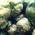 6月26日 島旅の醍醐味!!体験ダイビングで宮古島、美ら海を大冒険☆